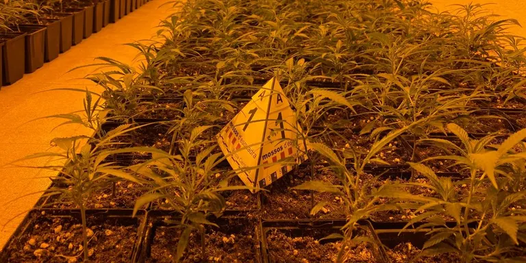 Desmantellen una gran plantació de marihuana a Altafulla
