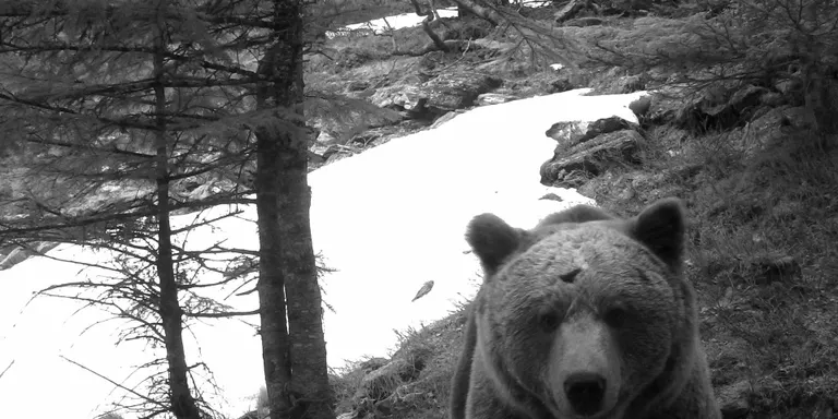 Grups ecologistes volen que s'introdueixi un ós del Cantàbric als Pirineus