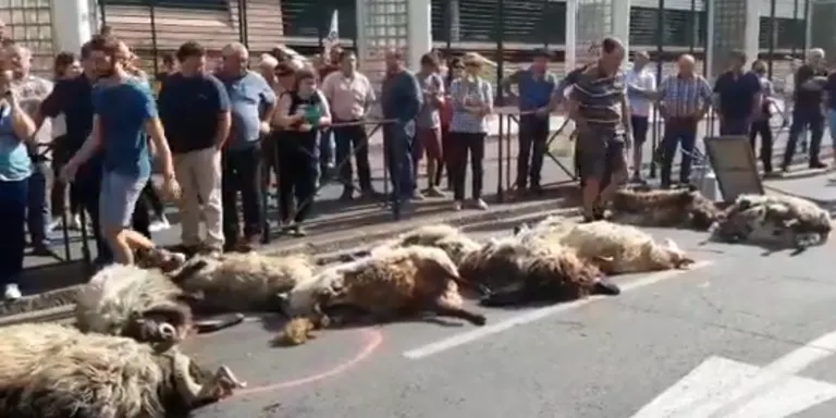 Deixen ovelles mortes davant una seu del Govern francès en protesta pels darrers atacs de l'ós als Pirineus