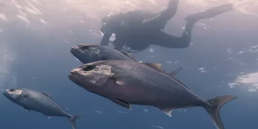 Natural Arf Reef inicia un cicle de xerrades sobre ecosistemes marins