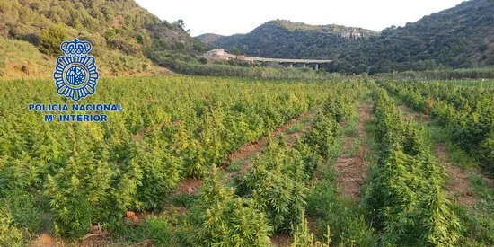 La Policia Nacional desmantella un cultiu de marihuana de 3,5 hectàrees i 6.000 plantes a Pineda
