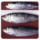 Tres sardines i un bacallà