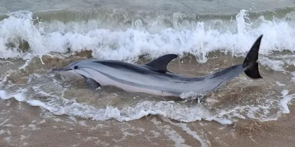Un dofí moribund es queda atrapat a la platja Llarga de Tarragona