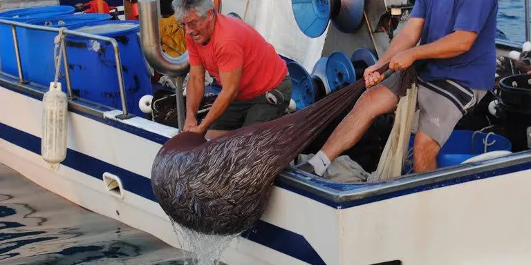 La regulació de la pesca del sonso en permet la superviviència de l'espècie i el rendiment econòmic als pescadors