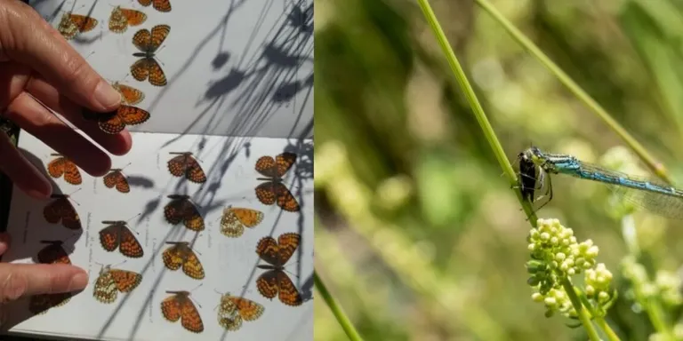 El GNS organitza una activitat familiar a Lladurs per observar la natura
