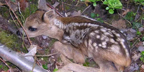 Crida a la població perquè no es recullin cries d’animals salvatges de boscos i prats