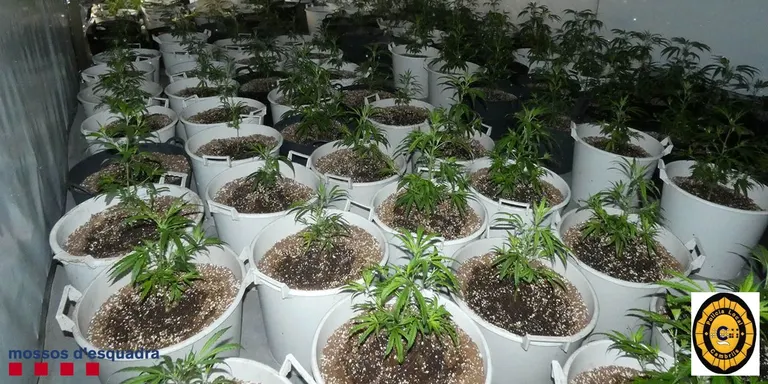 Desmantellat un cultiu il·legal amb 468 plantes de cànnabis en un xalet de Cambrils