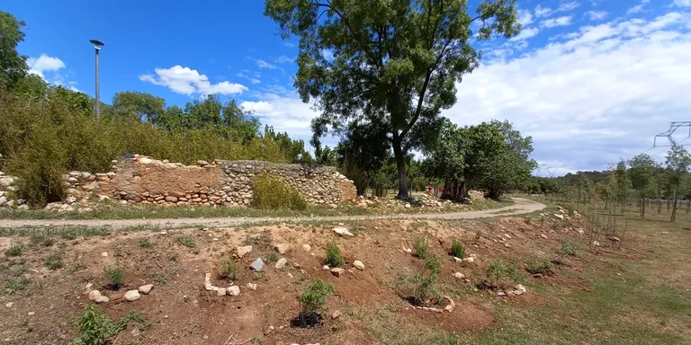 L'Associació Aurora i el Morell engeguen una nova plantada popular