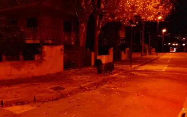 Imatge presa al Camí del Prat
