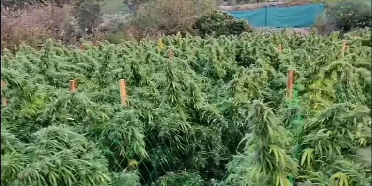 Els Mossos d'Esquadra desmantellen a Riudecols una nova plantació de marihuana