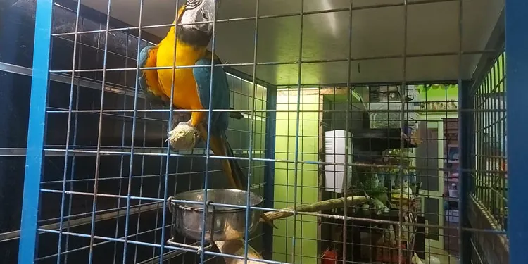 Manuel del Campo cuenta en COPE Utrera (98.1 FM) todos los detalles del rescate del guacamayo ‘Paco’