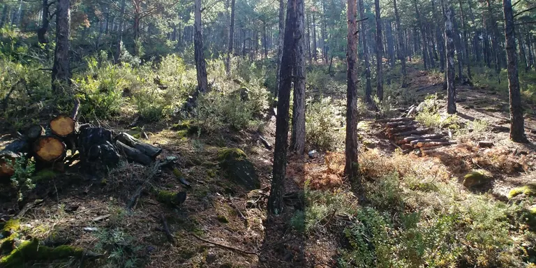 L'Ajuntament de la Seu d'Urgell realitza una aclarida d'arbres a la finca de les Moreres per protegir-la de l'erosió