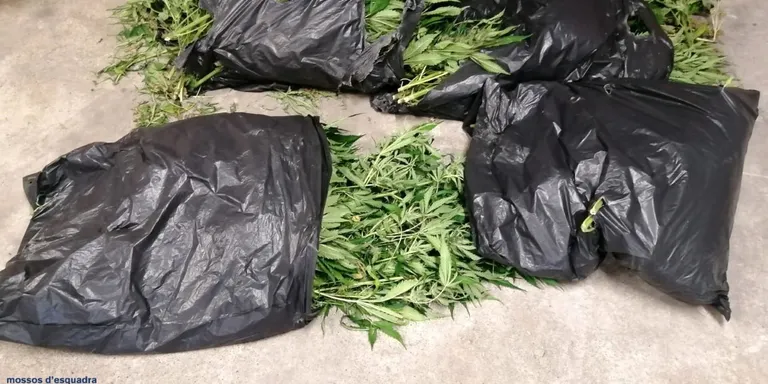 Els Mossos detenen tres veïns de Cambrils que es dedicaven al cultiu de marihuana en boscos del Priorat