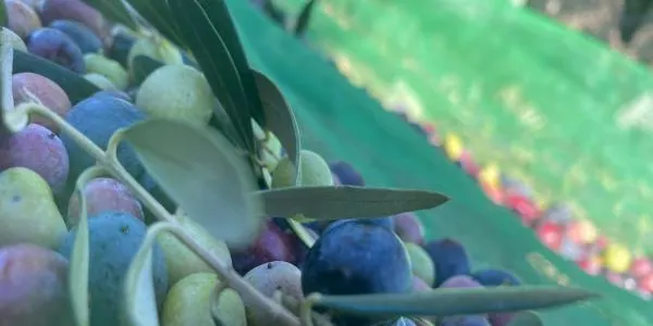 La Diputació de Tarragona impulsa el sector agroalimentari amb 402.000 euros en subvencions