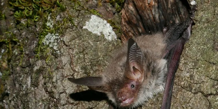 Nova troballa al Pallars Jussà del ratpenat de Bechstein, una de les espècies de mamífer més desconegudes a Catalunya