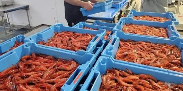 L'Estat tanca tots els caladors de gamba vermella del litoral espanyol i només permetrà pescar-ne aquest Nadal a compte de la quota del 2025