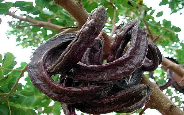 Foto: Wikipedia