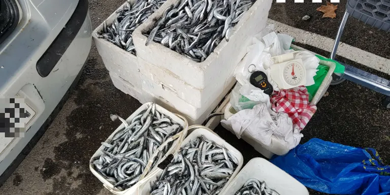 Intervinguts més de 100 quilos d'anxoves dins el maleter d'un cotxe