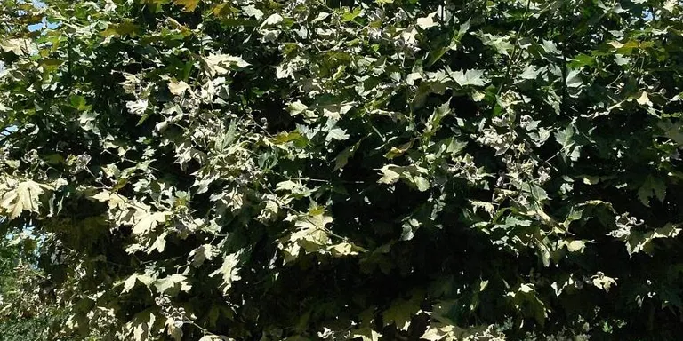 Comença un tractament contra l'oïdi del plàtan i es demana protecció per controlar el mosquit tigre