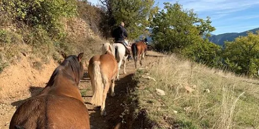 La Fundació Miranda duu a terme la transhumància de cavalls entre la serra de Catllaràs i Coll de Nargó