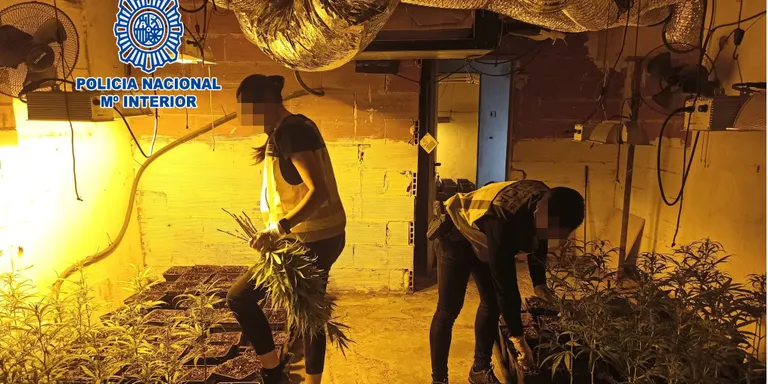 Detenen un integrant d'un grup criminal dedicat al cultiu de marihuana a Maçanet de la Selva i comissen 916 plantes