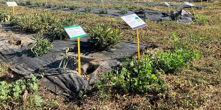 El CTFC organitza visites guiades al seu camp de plantes aromàtiques i medicinals