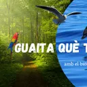 Guaita què tenim!