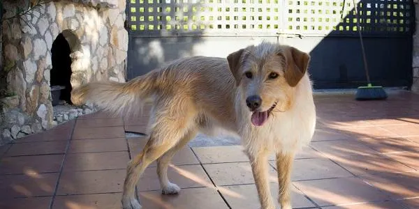 L’Ajuntament d’Altafulla i els Amics i Amigues de les Mascotes d’Altafulla s’alien per protegir gossos i gats dels petards