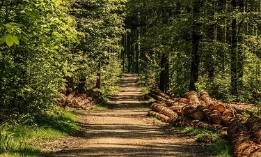 L'Escola Agrària del Solsonès organitza un curs de gestió de boscos adreçat a propietaris forestals