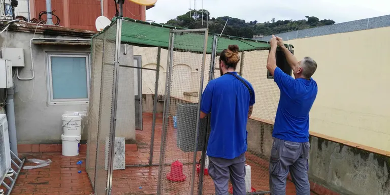 L’Ajuntament d’Arenys de Munt controlarà la natalitat dels coloms de manera menys agressiva