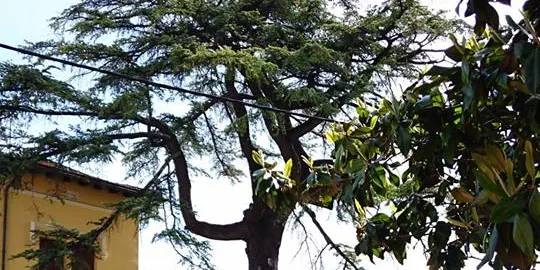 Estudiants de la Seu descobreixen els arbres singulars de la ciutat