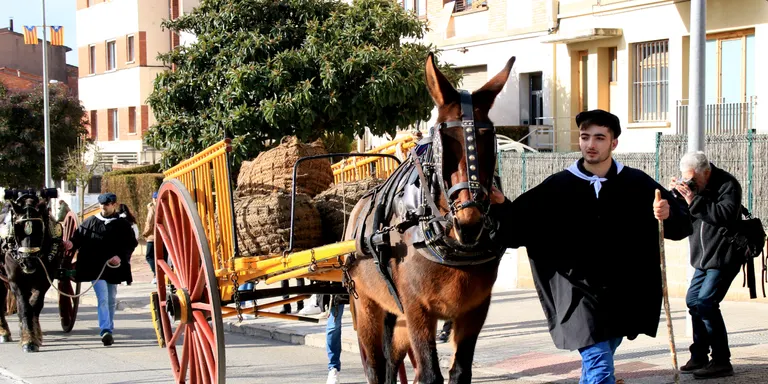 La tendència a la baixa del nombre d'animals a les festes dels Tonis continua: A Taradell aquest any només n'hi haurà 40