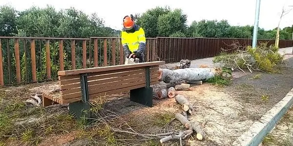 L'episodi de vent a Altafulla deixa un arbre caigut a la via pública i les habituals afectacions en el front marítim