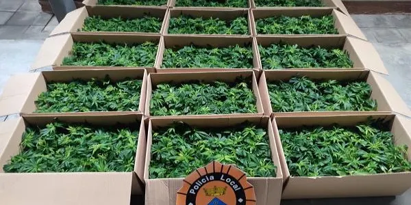 La Policia Local de Roda de Berà deté un conductor que transportava 1.440 plantes de marihuana