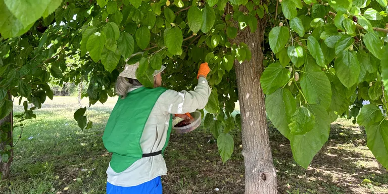 Nova acció dels espigoladors a Torredembarra