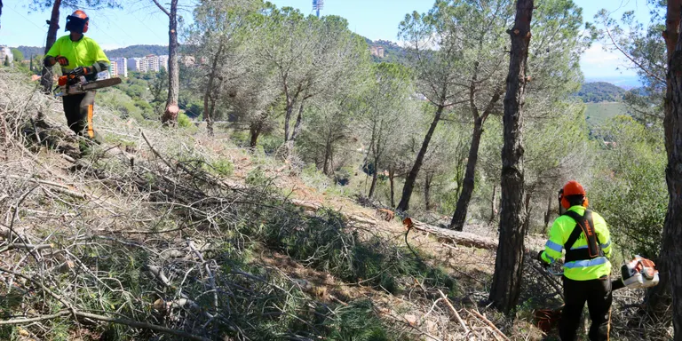 El Govern intervé en 255 hectàrees al Parc Natural de Collserola per prevenir grans incendis forestals