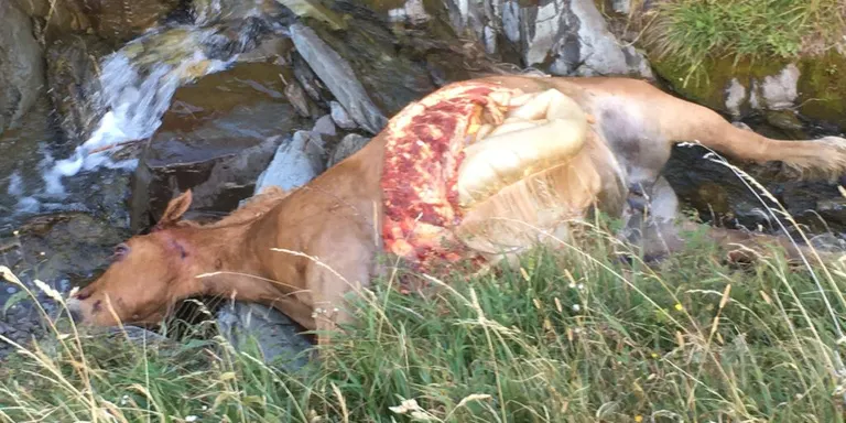 Les organitzacions d'ASAJA als Pirineus denuncien la "situació límit" dels ramaders pels atacs de l'ós i el llop al bestiar