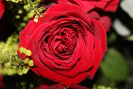 Un Sant Jordi històric a Vilassar de Mar