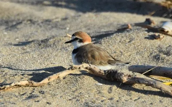 Foto: Birding Catalunya