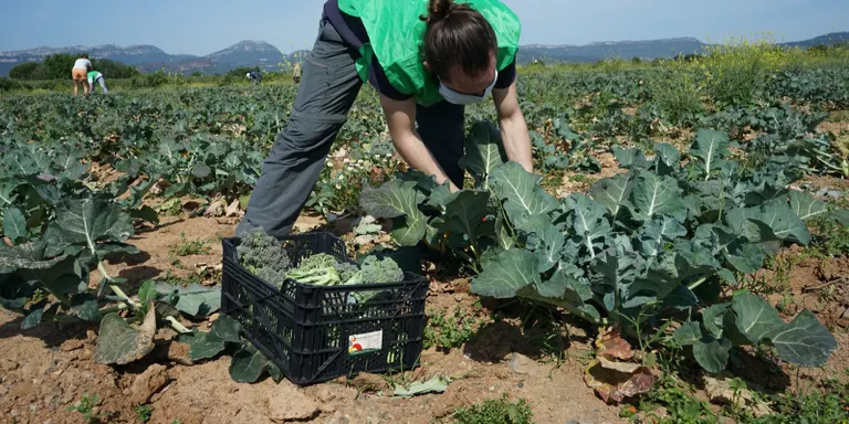 Espigoladors busca joves tarragonins que participin en un projecte per evitar el malbaratament alimentari