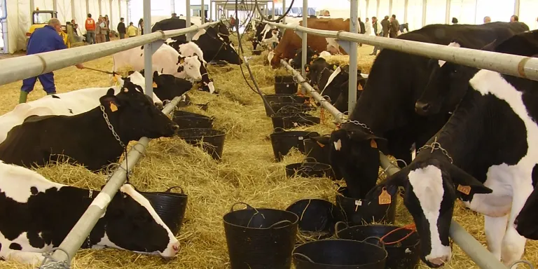 Agricultura efectua el darrer pagament d'ajuts dissociats i al sector de boví de llet de la PAC 2019