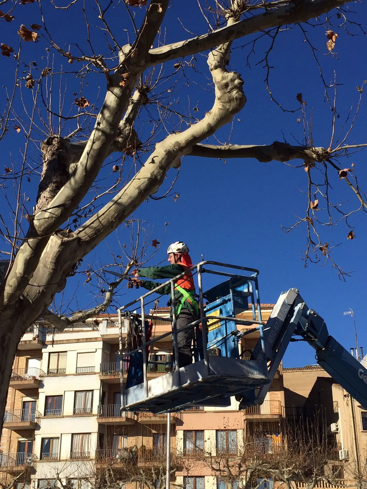 El biòleg Josep Selga parlarà a Solsona de la poda dels arbres urbans