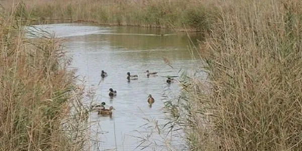 L'impuls al projecte de recuperació del bosc de ribera entorn del Gaià contribuirà a revalorar la zona a Altafulla