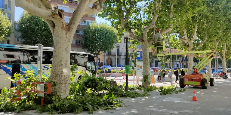 Aquesta setmana s’està fent la ‘poda en verd’ de la plataneda de la Riera