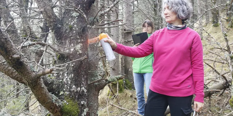 El CTFC impulsa una prova pilot al Ripollès per aconseguir més recursos hídrics amb la gestió forestal