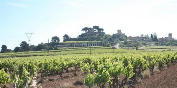 La sequera podria fer que el Penedès i l'Alt Camp arribin a perdre el 80% de la verema