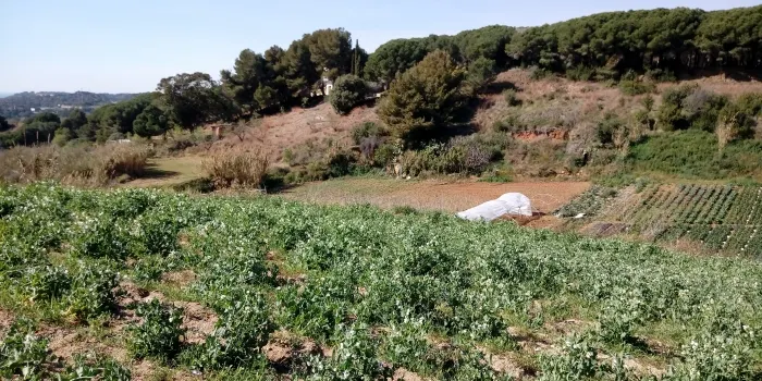Arenys de Mar participa en les jornades gastronòmiques del pèsol del Maresme
