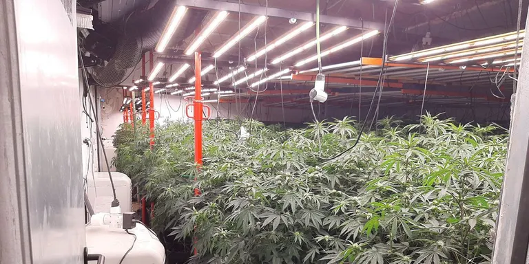 Desmantellen una plantació de marihuana amb 524 plantes d'un metre i mig en una masia de Santa Maria de Miralles