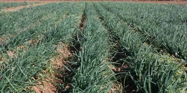 La temporada de calçots no acaba d’arrancar a causa del confinament comarcal
