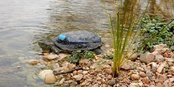 Nou alliberament de tortugues de rierol aquest dissabte al riu Gaià al seu pas per Querol
